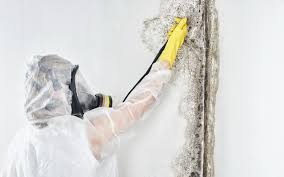 Best Attic Mold Removal  in Moraga, CA